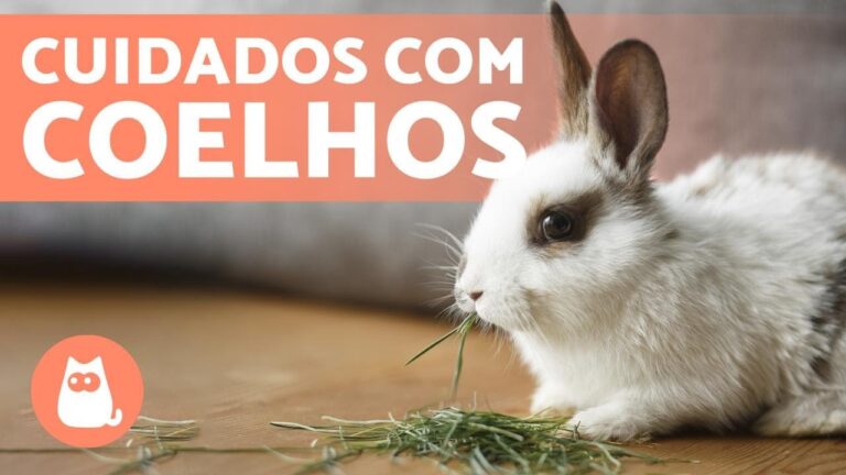 Descubra o Preço Acessível do Coelho Doméstico e Se Encante com essa Opção de Animal de Estimação!