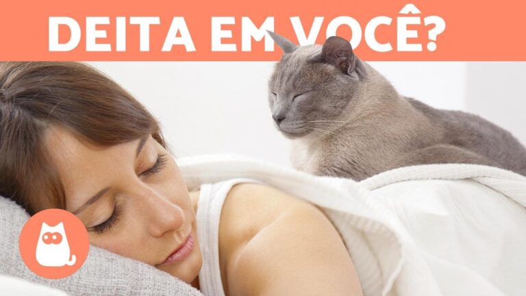 Por que gatos adoram dormir em cima de seus donos