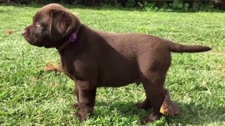 Afeto instant&acirc;neo: Descubra os encantos do labrador castanho beb&ecirc;