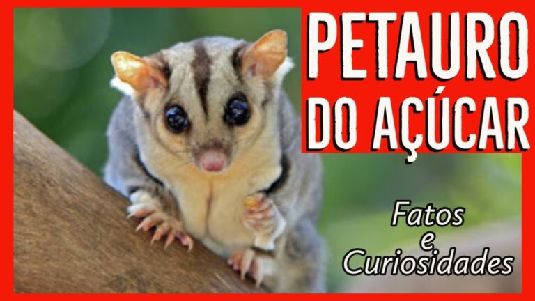 Dicas imperdíveis para a compra de petauro do açúcar em Portugal