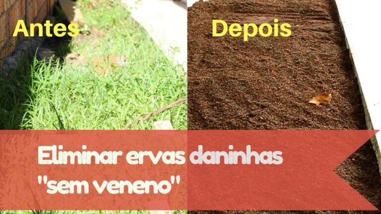 Herbicida caseiro: Aprenda a fazer com lixívia em 3 passos