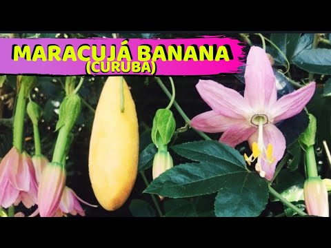 Maracujá, Banana e Planta: Benefícios e Cultivo em Casa