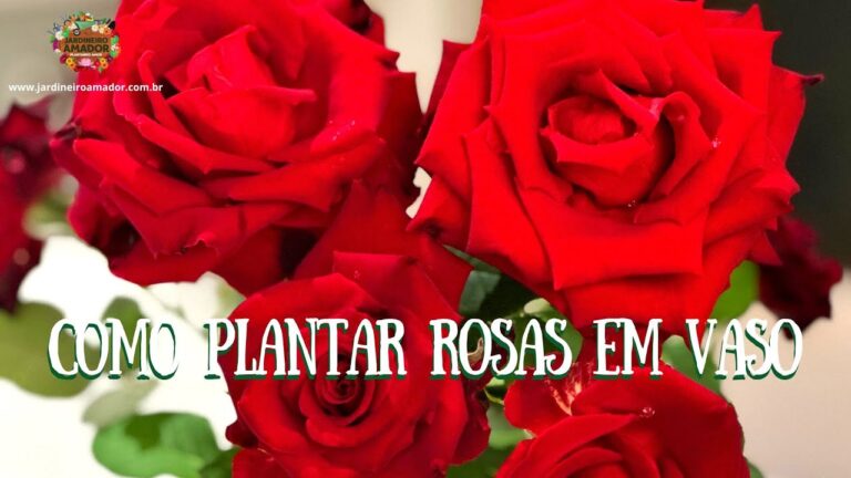 Dicas práticas para um belo plantio de rosas em vasos