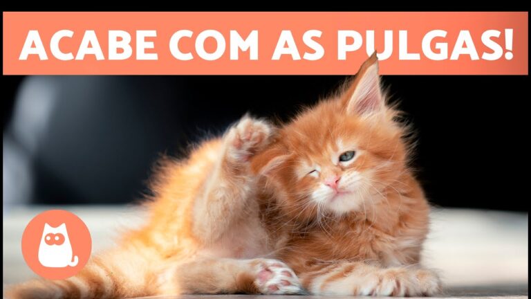Dicas eficazes para eliminar pulgas em gatos: guia completo!