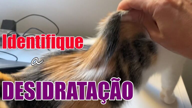 Descubra os sinais de desidrata&ccedil;&atilde;o em felinos: como saber se seu gato est&aacute; desidratado