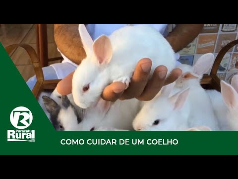 Coelhos anões: onde comprar essas fofuras de estimação?