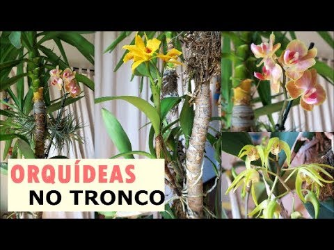 Orquídeas exóticas em Portugal: dicas para o cultivo perfeito!