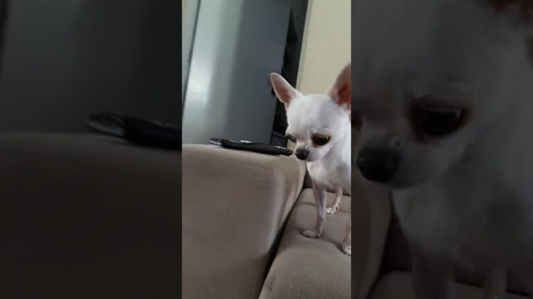 Chiuaua Mini: O Charme do Pelo Curto em um Pacote Pequeno
