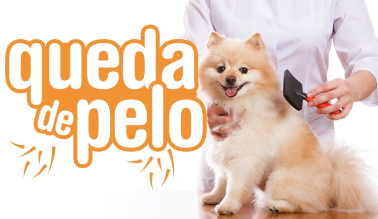 C&atilde;es com cabelo: a nova tend&ecirc;ncia canina que vai te surpreender!