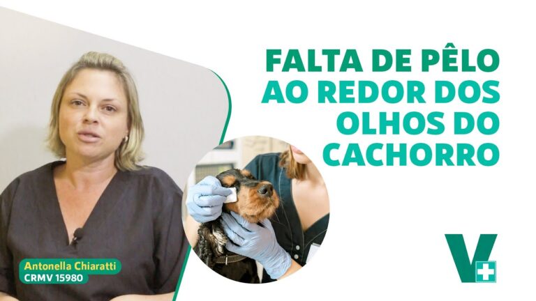 Labrador sem pelo: Descubra a curiosa genética por trás dessa raridade