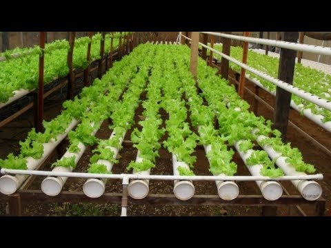 Aquaponia: O Segredo para Cultivar Alfaces em Água