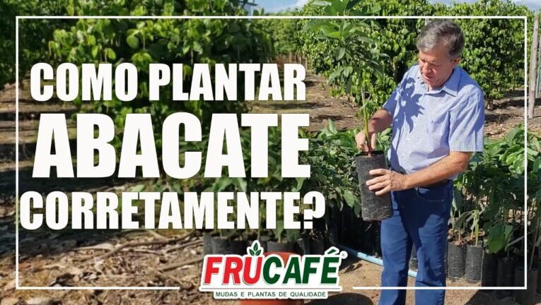Oportunidades e Desafios: Plantio de Abacate em Portugal