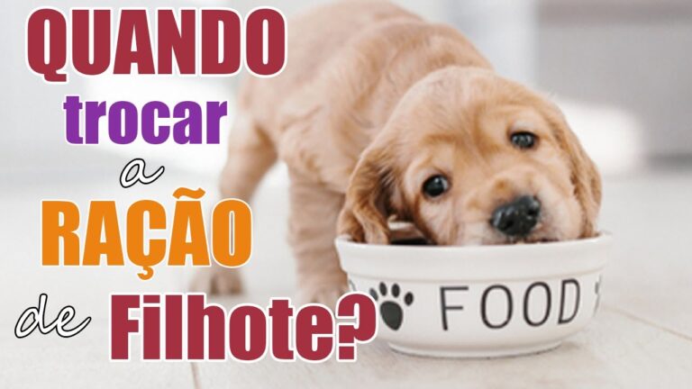 At&eacute; quando alimentar filhotes com ra&ccedil;&atilde;o canina?