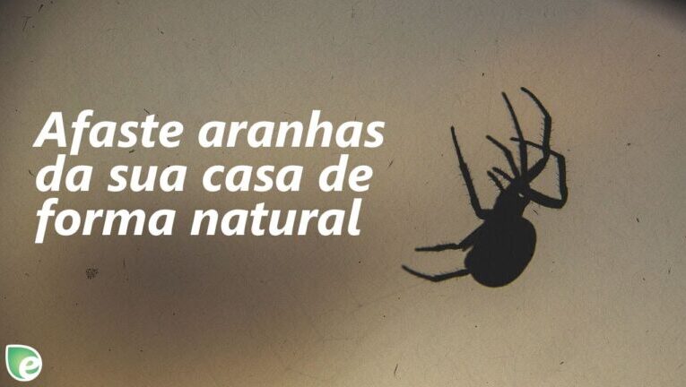 Aranhas Domésticas em Portugal: Descubra as Espécies e Como Lidar com Elas