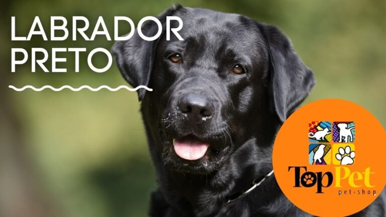 Cachorro Labrador Preto: O Encanto dos Pelos Negros