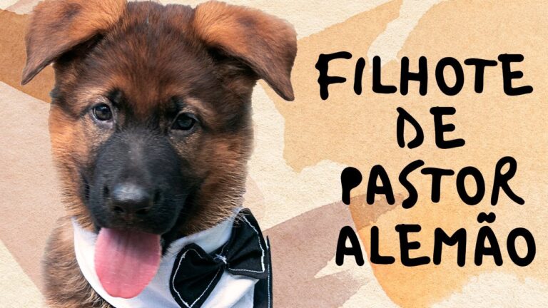 Descubra como ter um Pastor Alemão bebê grátis: dicas imperdíveis!