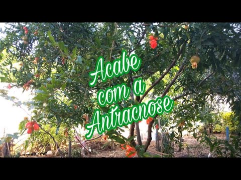 Segredos para uma romanzeira frutífera: dicas infalíveis!