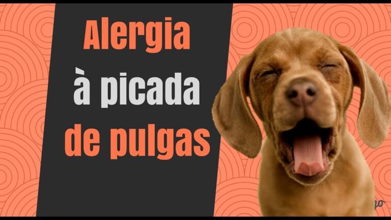 Picada de pulga em c&atilde;es: dicas eficazes para tratamento!