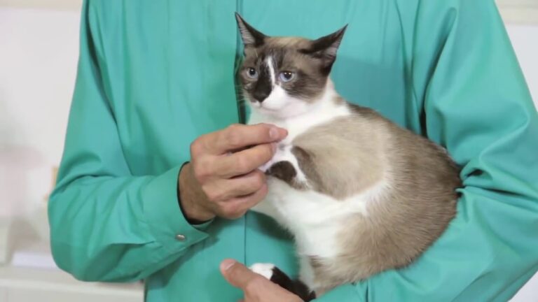 A Incr&iacute;vel Jornada: Tempo de Gesta&ccedil;&atilde;o de uma Gata Desvendado!