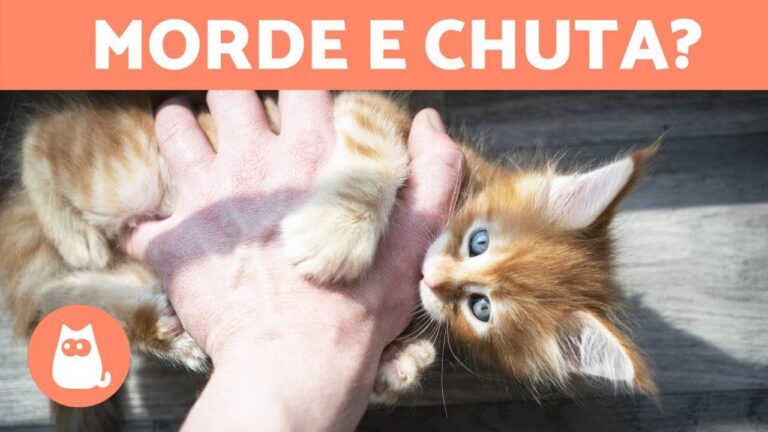 Dicas para lidar com a mordida excessiva do meu gato