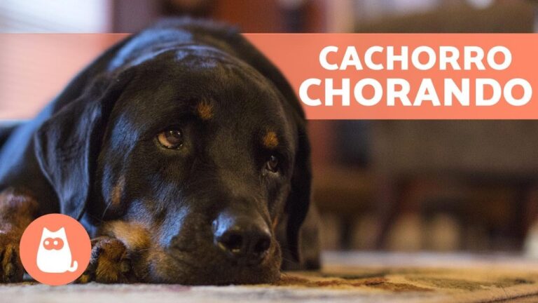 C&atilde;o a Chorar: Descubra a Emo&ccedil;&atilde;o Profunda e Surpreendente do seu Pet