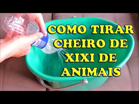 Elimine o mau cheiro de urina de gato do sofá de forma eficaz