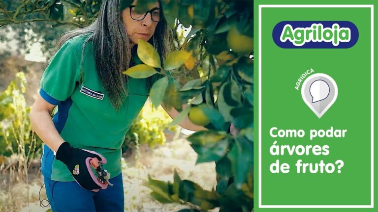 Quando podar árvores frutíferas em Portugal: Guia essencial para maximizar suas colheitas!