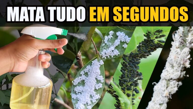 Combate eficiente: Elimine o piolho das plantas de forma simples e eficaz