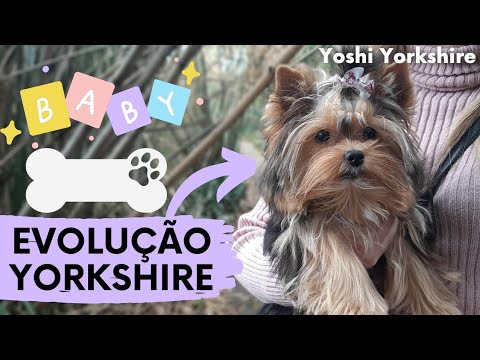Descubra o peso ideal de um Yorkshire com 4 meses em apenas 70 caracteres!