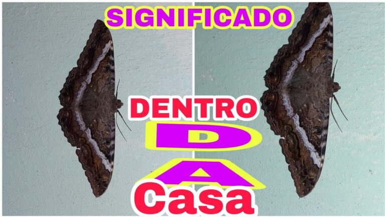 Descubra o Significado Fascinante da Borboleta Cinza em 70 Caracteres