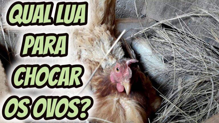 Escolhendo a Melhor Lua para Deitar Galinhas: Dicas Incr&iacute;veis!