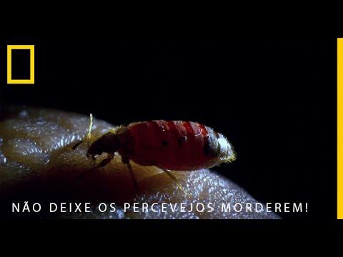 Percevejo de Colchão: Descubra como se livrar dessa praga!