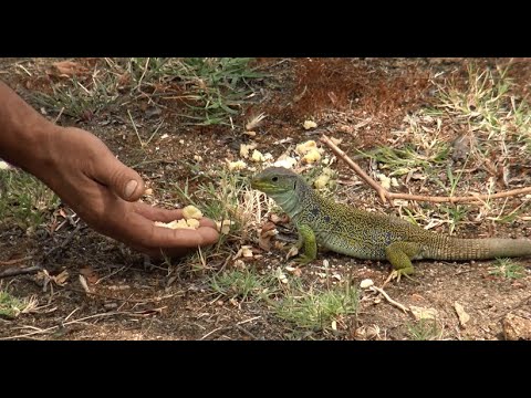 Sardão: conheça este incrível animal em detalhes
