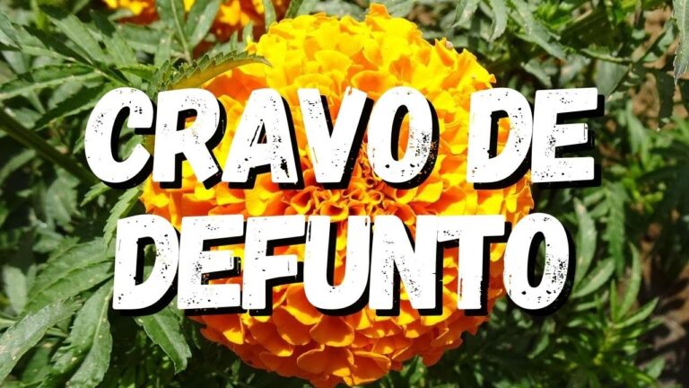 Cravo de Defunto: Dicas de Cuidados para uma Flor Encantadora!