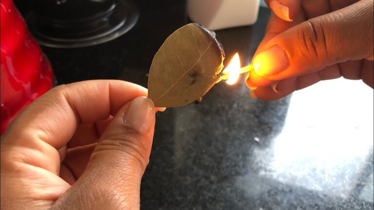 Queimar Folhas de Louro: O Significado Oculto por Trás do Ritual