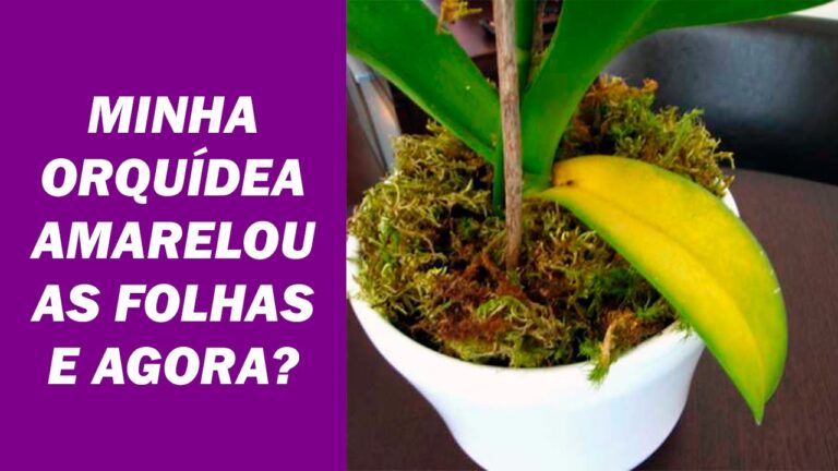 Como evitar o amarelamento das folhas das orquídeas: dicas infalíveis