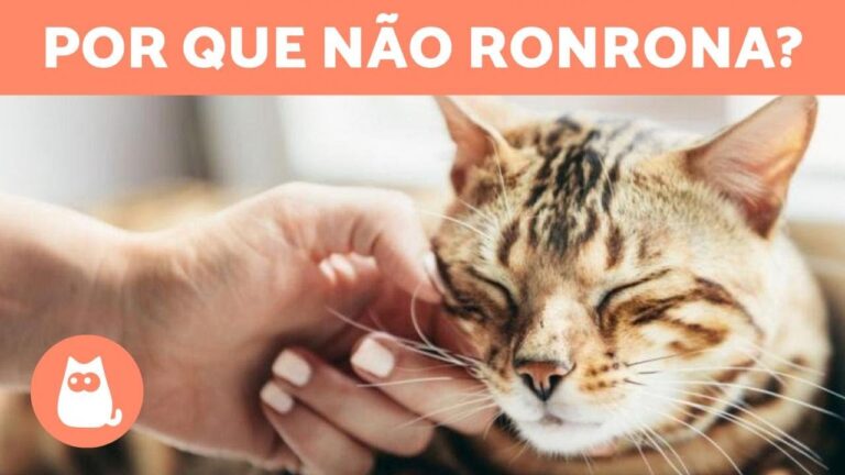 Descubra os motivos pelos quais o seu gato não ronrona: saiba como solucionar!