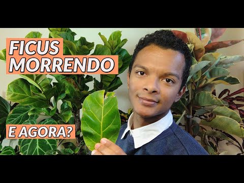 Dicas para evitar que o Ficus perca folhas: guia completo