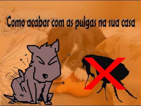 Eliminando pulgas: dicas para proteger seu chão de madeira