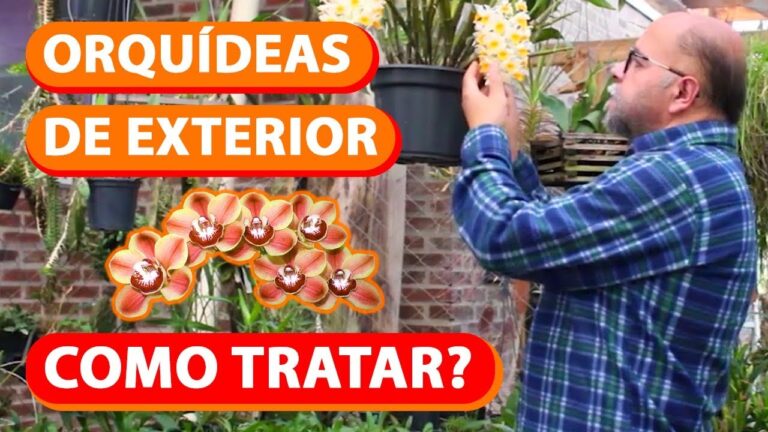 Segredos para o cuidado perfeito de orquídeas de exterior