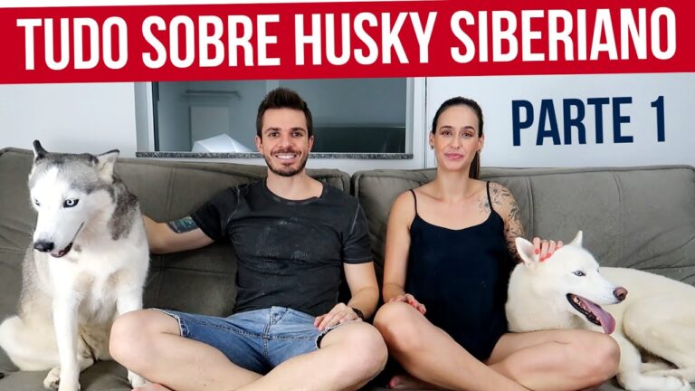 Descubra a Fascinante Ra&ccedil;a de C&atilde;es Husky e Seus Encantos