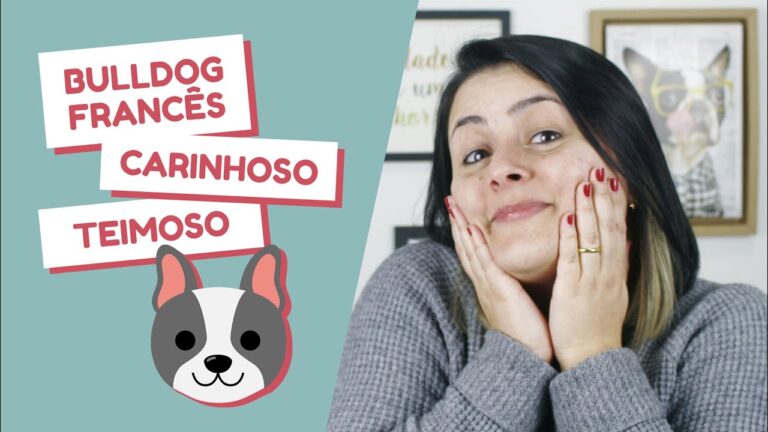 Dicas para lidar com o primeiro cio do Bulldog Francês: tudo o que você precisa saber!