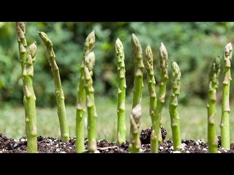 Guia completo: Onde comprar espargos para plantar – Dicas essenciais!