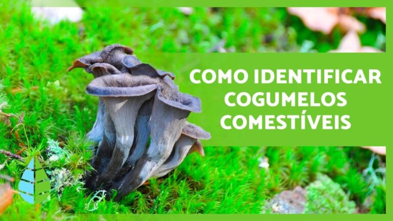 Guia de Cogumelos Comestíveis: Descubra os Segredos da Natureza em 70 Caracteres