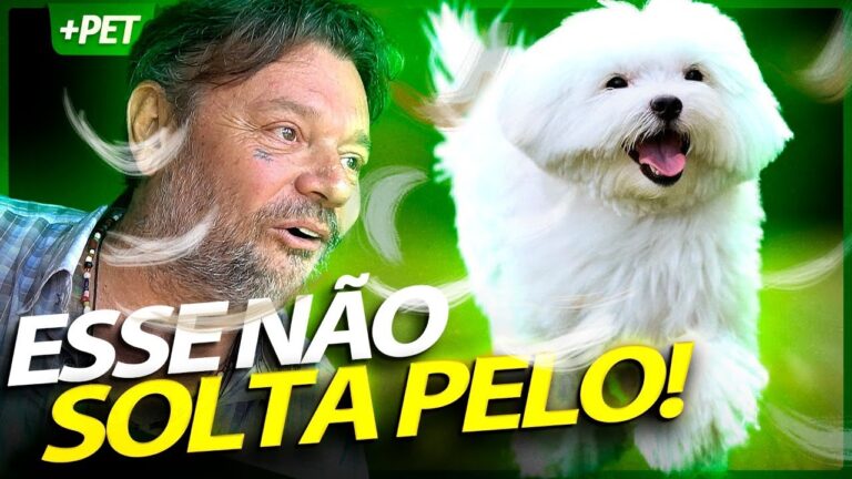 Encante-se com a ado&ccedil;&atilde;o de c&atilde;es Malt&ecirc;s: conhe&ccedil;a os benef&iacute;cios!