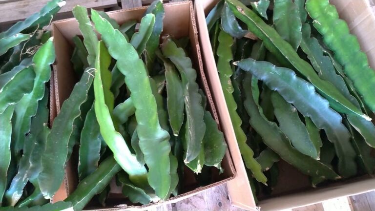 Descubra onde adquirir pitaya em Portugal: guia completo
