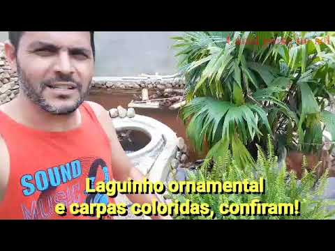 Descubra o pH ideal da &aacute;gua para carpas e garanta a sa&uacute;de dos seus peixes!