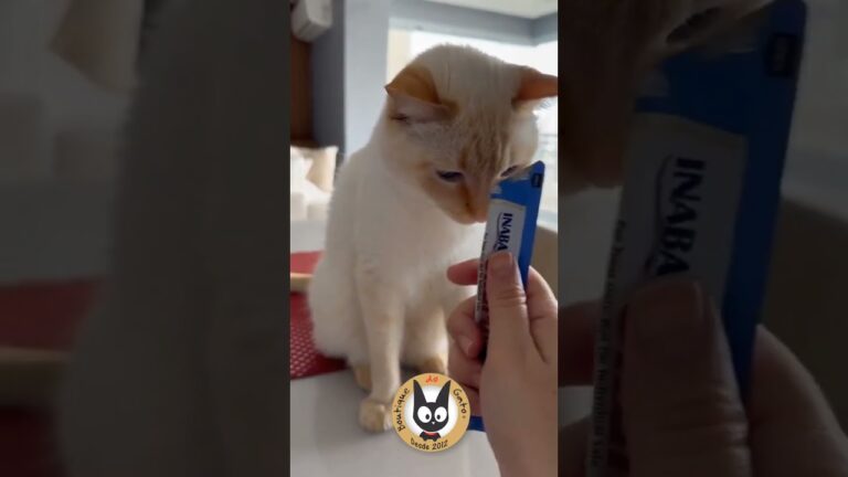 Veterinário em Pontinha: Cuidados de Saúde para o seu Pet
