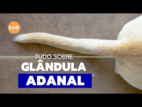 Antibiótico para glândula adanal: como tratar de forma eficaz!