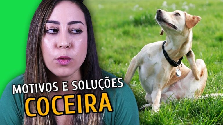 Como aliviar a coceira excessiva em cachorros: dicas para cuidar do seu pet